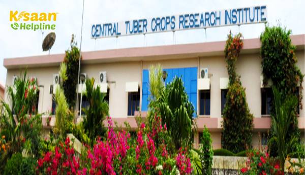 भारतीय कृषि अनुसंधान परिषद(ICAR) ने किसानों के लिए बेहतर कंद फसलों की किस्मों का विकास किया भारतीय कृषि अनुसंधान परिषद(ICAR) ने किसानों के लिए बेहतर कंद फसलों की किस्मों का विकास किया